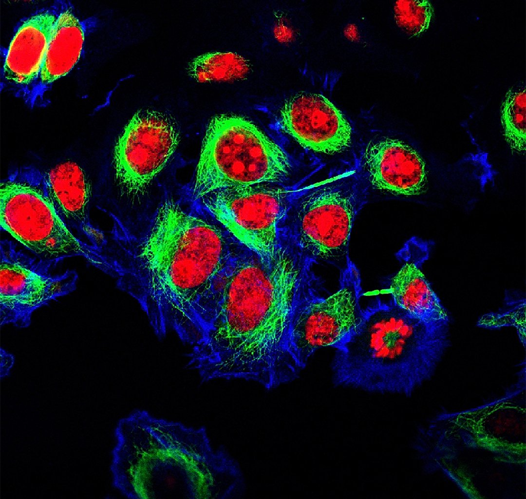 HeLa cells labeled with fluorescent dyes (Red, Green and Blue) against black background
